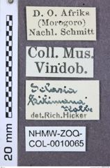 Etiketten zu Abelater morio (NHMW-ZOO-COL-0010065)